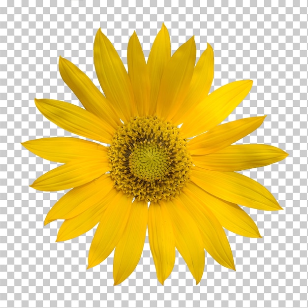 Girasol realista en plena floración aislado en un fondo transparente