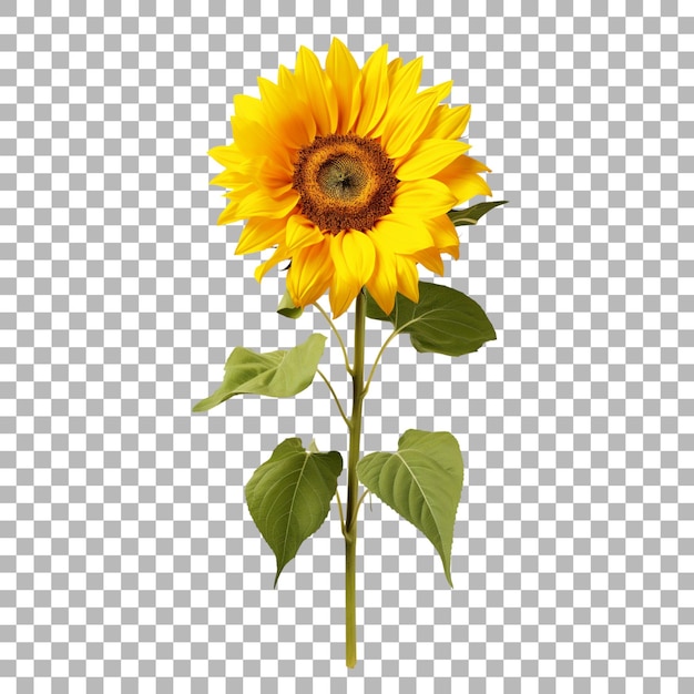 PSD girasol sobre un fondo transparente