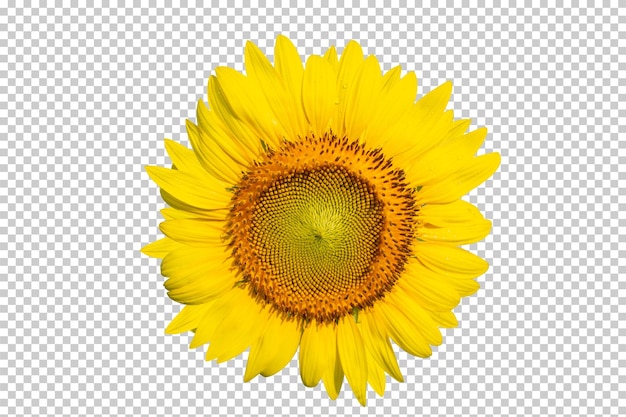 Girasol