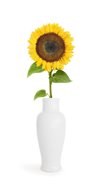 Girasoles amarillos en un jarrón con fondo transparente