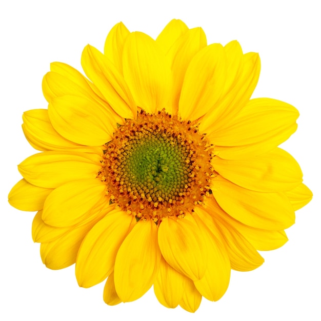 Girassol amarelo em fundo vazio