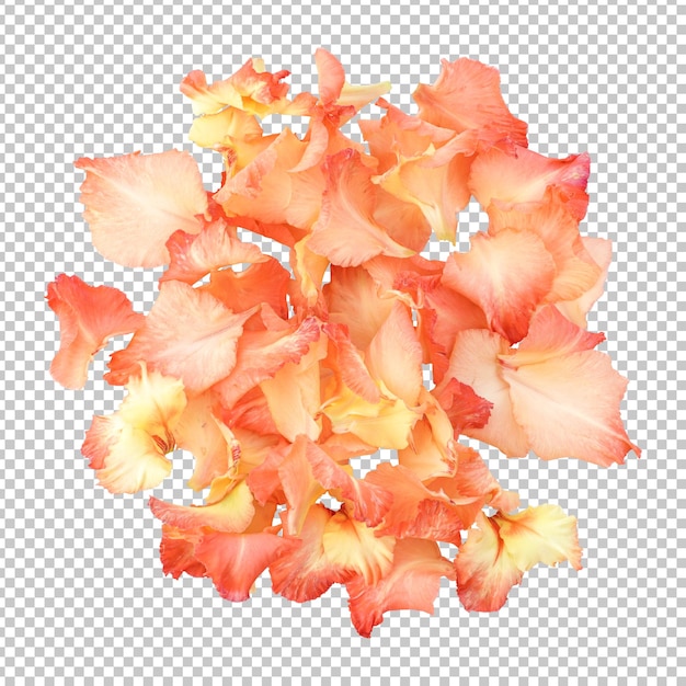 Gladiolus-blütenblätter isoliertes rendering