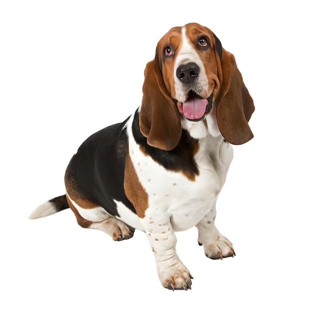 Glücklicher Basset Hound sitzt und lächelt Transparenter Hintergrund