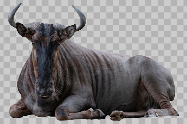 PSD gnus