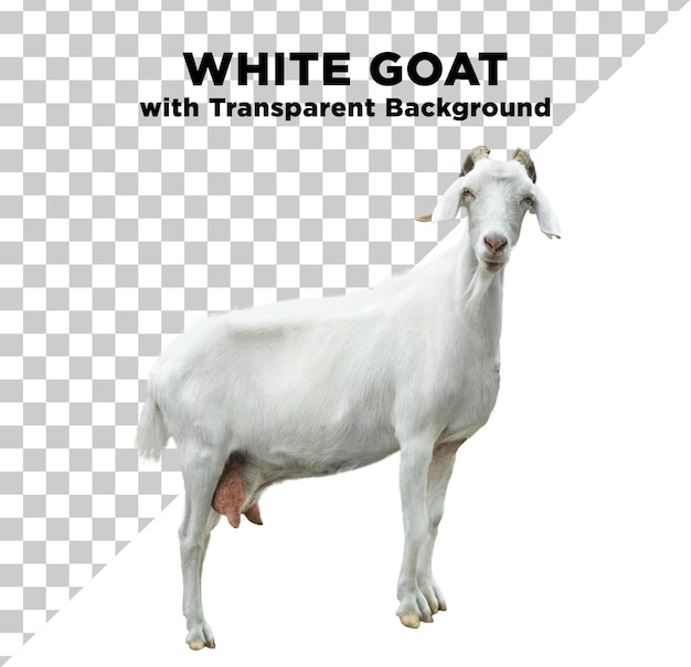 PSD goat blanc eid adha photo psd avec un fond transparent