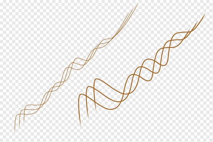 PSD gold lines on a transparent background