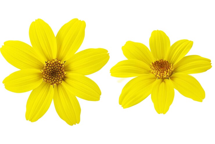 PSD golden burmarigold flowers in full bloom