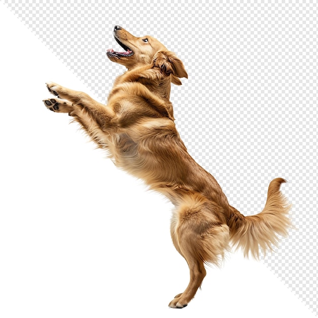 Golden Retriever de pé em duas pernas