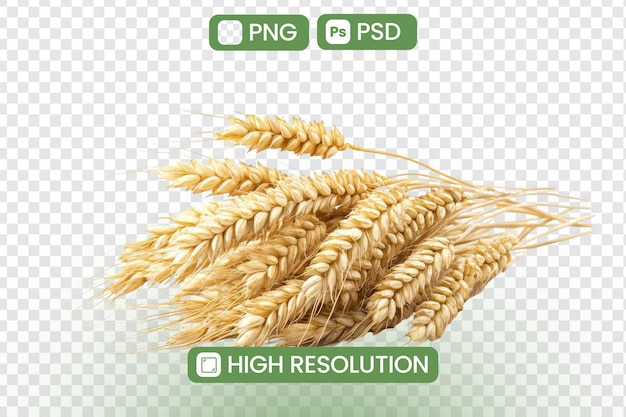 Golden Wheat Sheaves HighResolution PNG- und PSD-Bilder für Designprojekte, die vielseitige grafische Ressourcen für künstlerische und kommerzielle Anwendungen bieten, perfekt für Ernte-Themen und natürliche Elemente