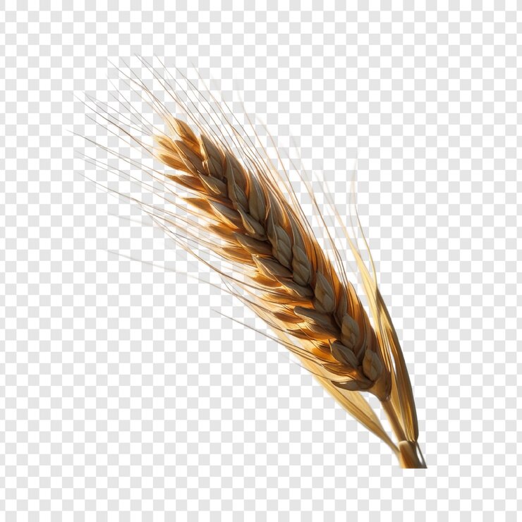 PSD golden wheat spikelet closeup con luz natural y un fondo transparente mínimo
