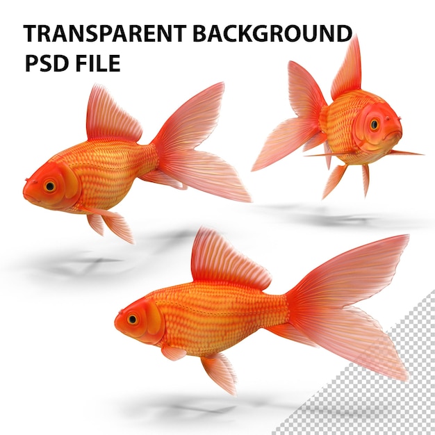 Goldfisch PNG