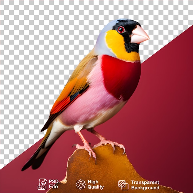 PSD goldian finch isolado em fundo transparente inclui arquivo png