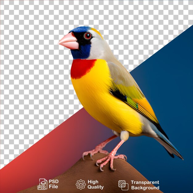 PSD goldian finch isolado em fundo transparente inclui arquivo png