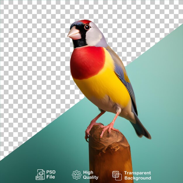 PSD goldian finch isolado em fundo transparente inclui arquivo png