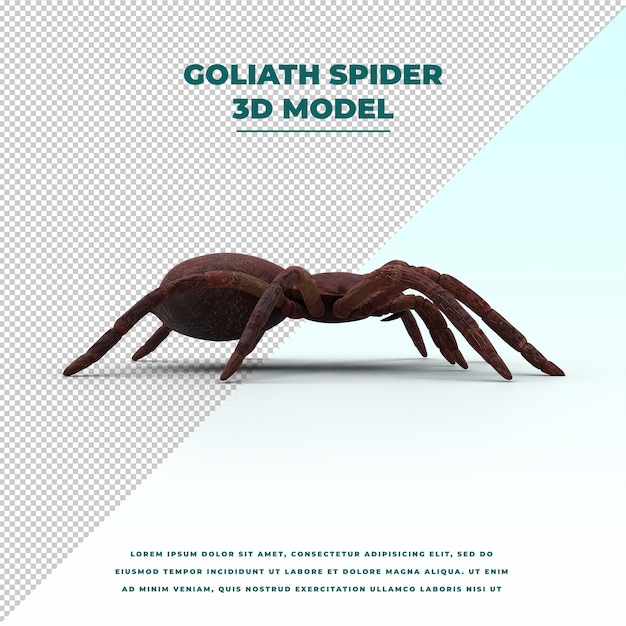 Goliath Birdeater Vogelspinne auf weißem Hintergrund Theraphosa blondi