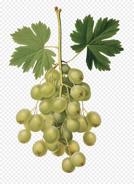 Gooseberry isolado em fundo transparente velha ilustração botânica