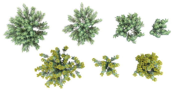 PSD gopher spurge árvores isoladas em fundo branco vista superior