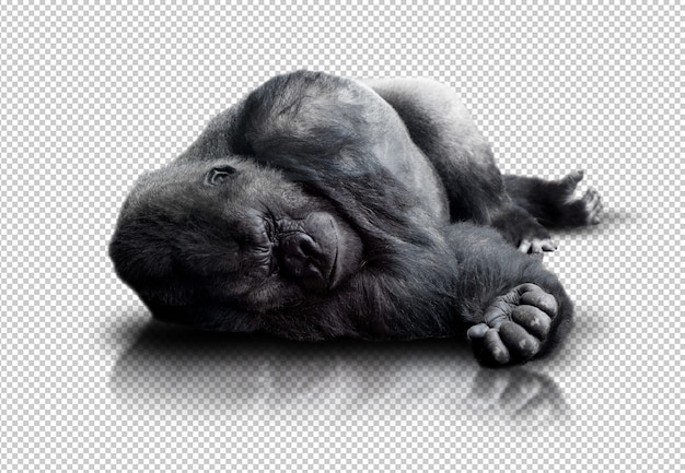 Gorilla realistico