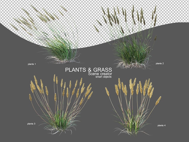 PSD gräser in verschiedenen größen und arten