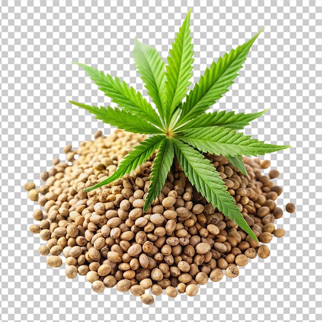 PSD graines de chanvre avec une plante de cannabis sur un fond transparent