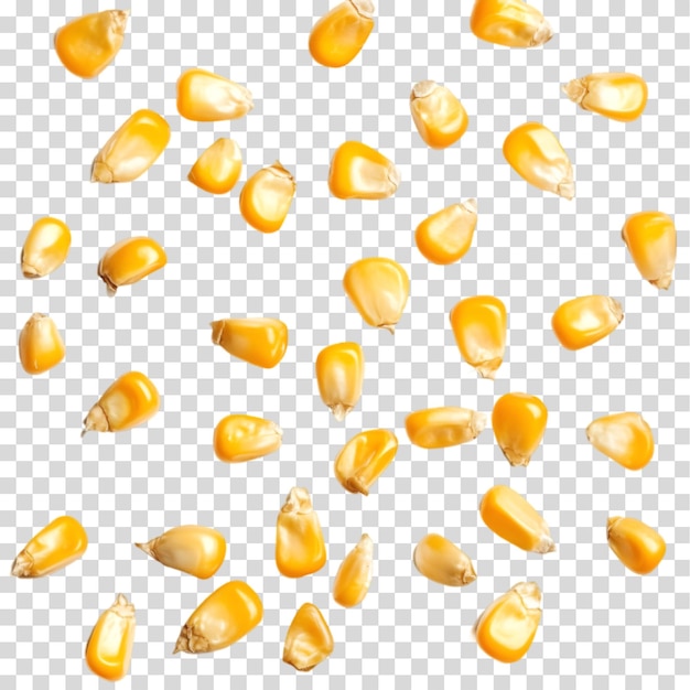 Grains de maïs éparpillés