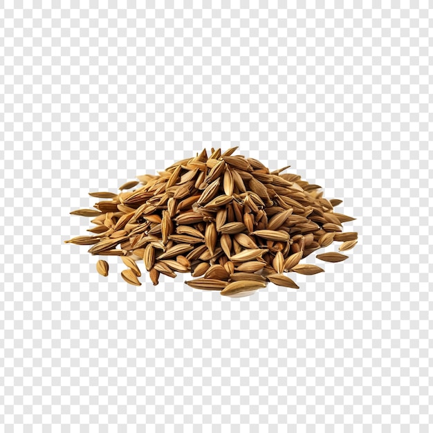 Grains de riz paddy non écorchés isolés sur un support transparent