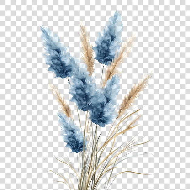 Grama azul das pampas isolada em fundo transparente png