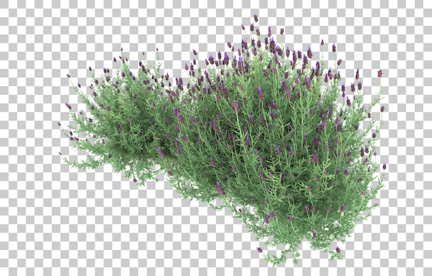 Grama em fundo transparente. renderização em 3D - ilustração
