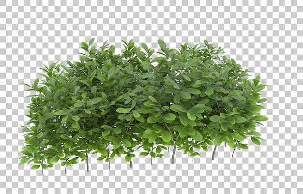 Grama em fundo transparente. renderização em 3D - ilustração