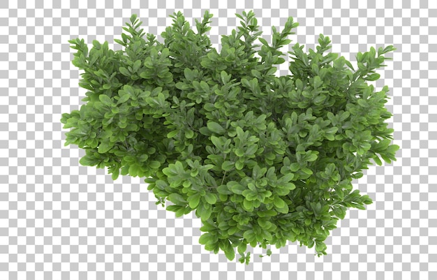 Grama em fundo transparente. renderização em 3D - ilustração
