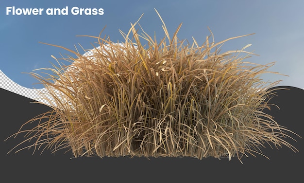 PSD grama seca campo de grama seca isolado