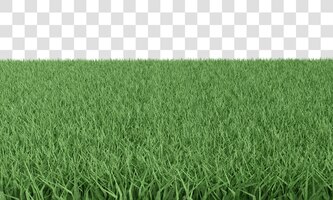 PSD grama verde