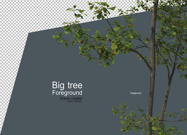 Un gran árbol en primer plano con muchos tipos y formas diferentes.