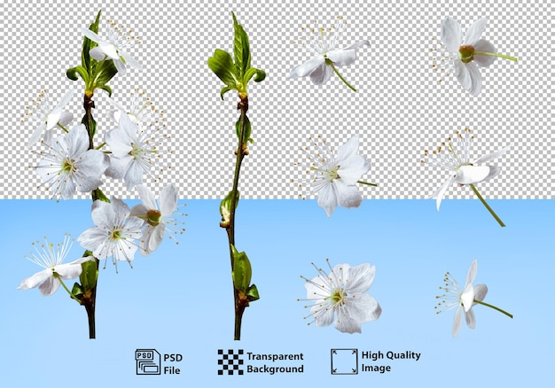 Un gran conjunto de flores de cerezo para crear nuevas ramas y arreglos florales