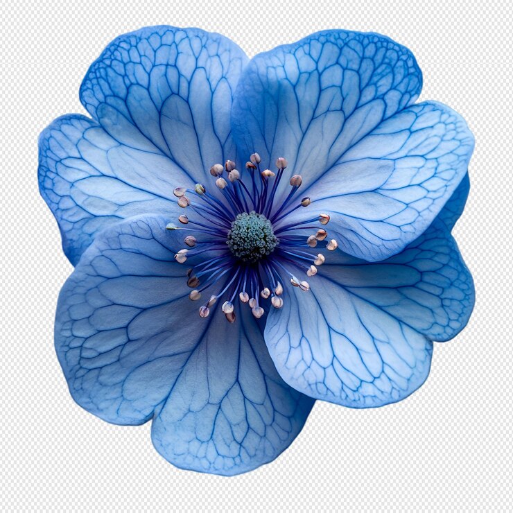 Una gran flor azul sobre un fondo blanco
