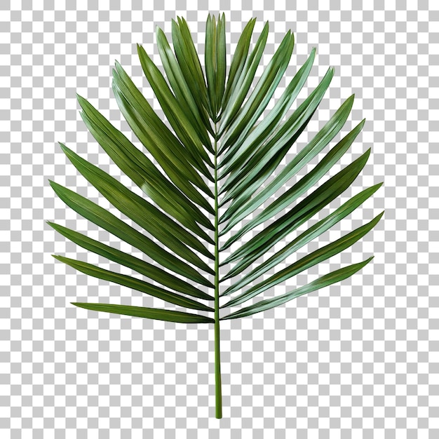 Una gran hoja de palma verde aislada sobre un fondo transparente