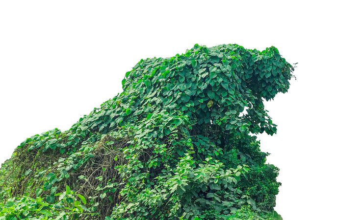 PSD una gran planta verde que crece en la parte superior de una roca lush green vine hoja de árbol verde en forma de gorila