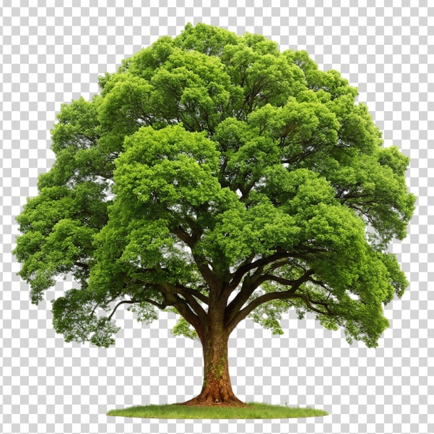 PSD un grand arbre vert avec un tronc épais et de nombreuses branches sur un fond transparent