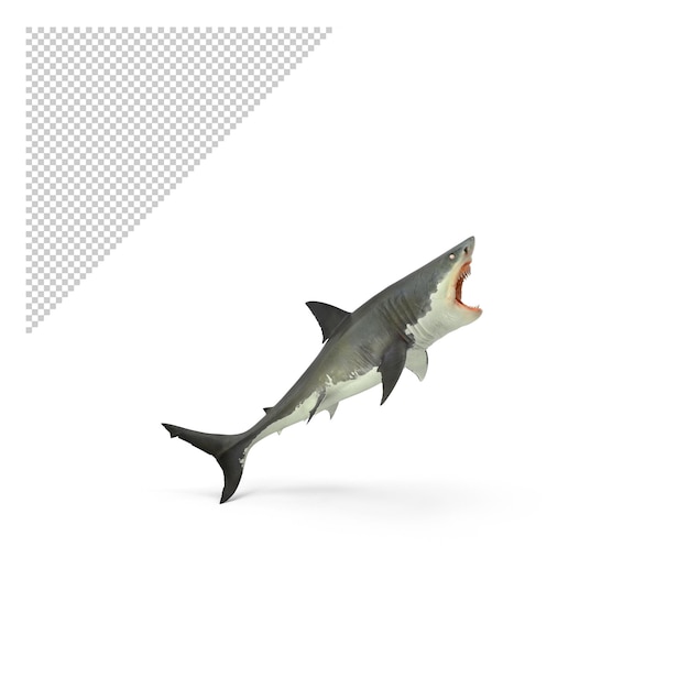 PSD grand requin blanc png