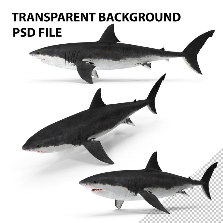 PSD grand requin blanc png