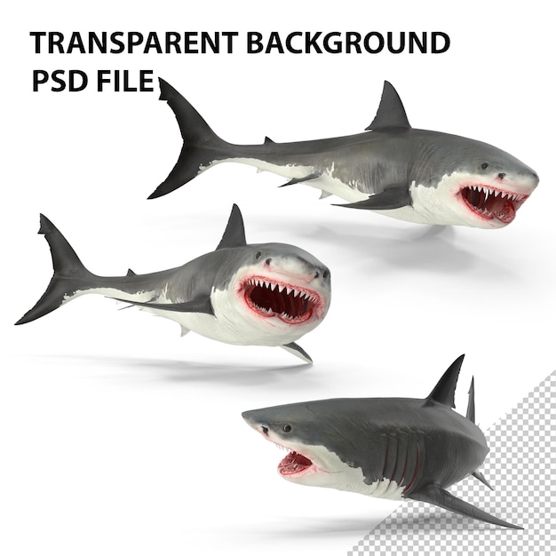 PSD grand requin blanc png