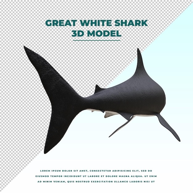 Grand requin blanc