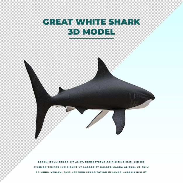 Grand requin blanc
