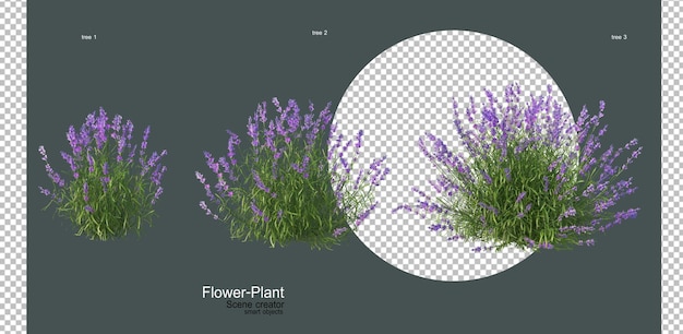 une grande variété de fleurs et de plantes
