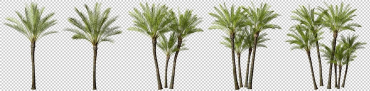 PSD grandes palmeras tropicales formas fondos recortados renderizado 3d