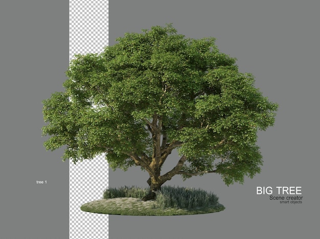 Grandi alberi di molte forme