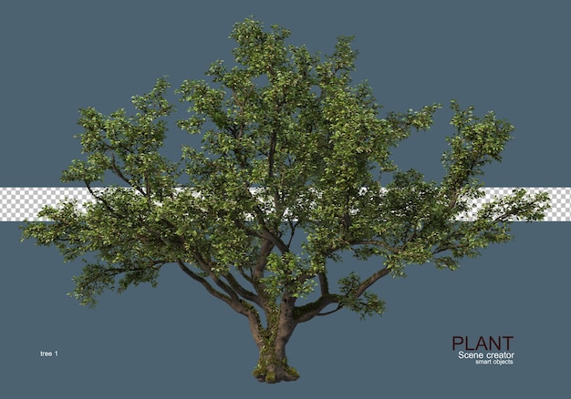 Grandi alberi di varie dimensioni