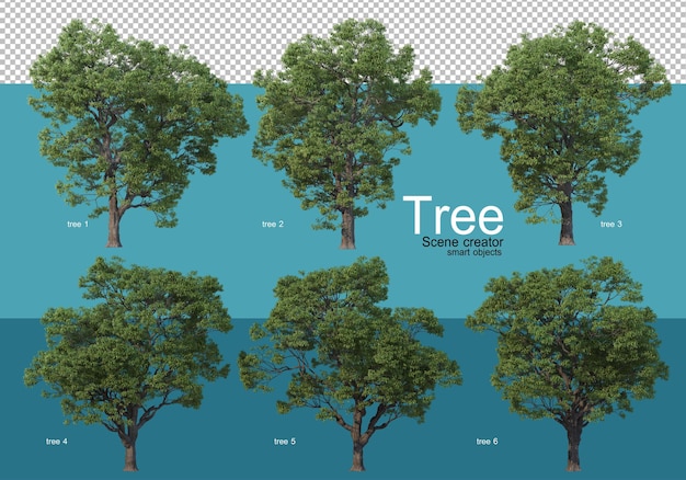 Grandi alberi di varie forme