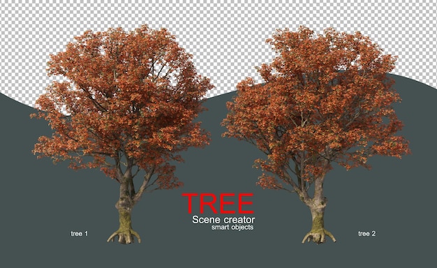 Grandi alberi nella foresta