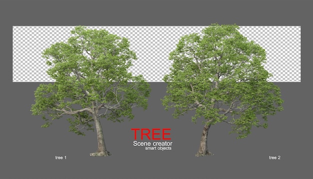 Grandi varietà di alberi